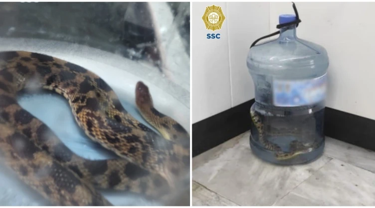 Abandonan serpiente en estación Revolución del Metro CDMX