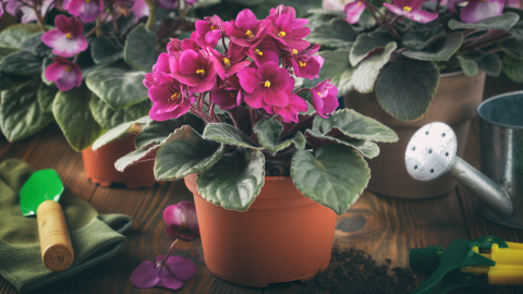 Saintpaulia violeta africana.png