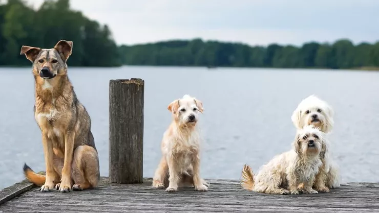 El truco para quitar los pelos de perro y gato de la ropa
