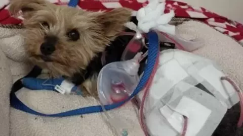 Macy un perrito yorkshire se enfrentó a un coyote que intentaba atacar a Lily Kwan, su dueña, de 10 años.