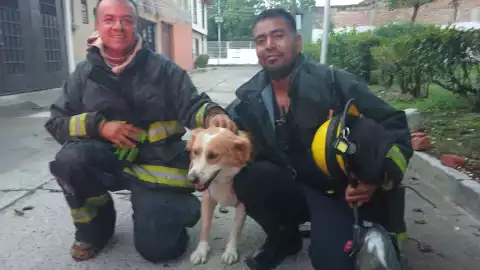 Perrito rescatado Celaya.jpg
