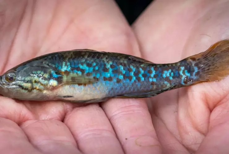 pez zombie Australia.jpg