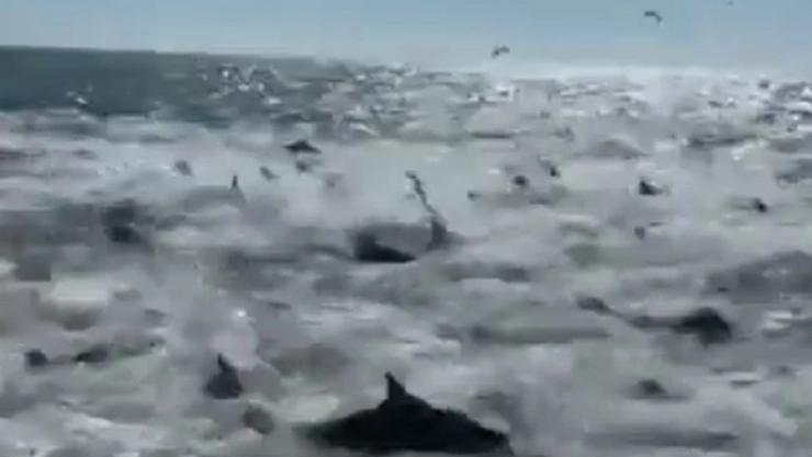 tiburones rodean a pescadores en Estados Unidos
