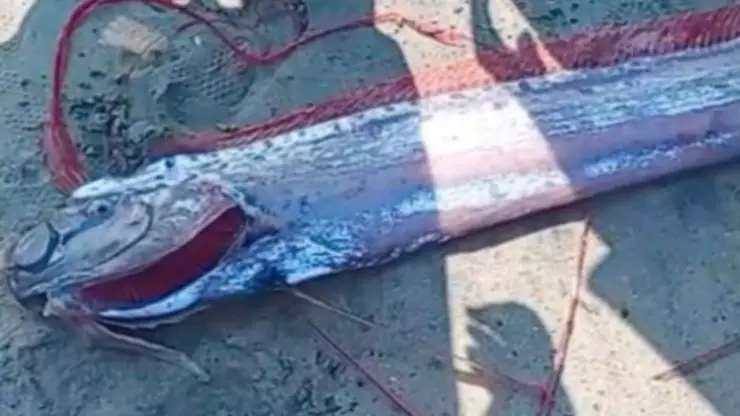 Hallan pez del fin del mundo en playa de Nayarit y relacionan su aparición con desgracias
