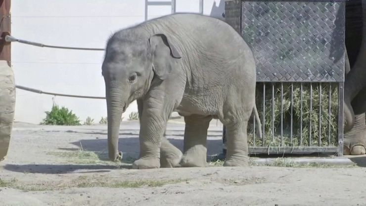 Elefante bebé pasea en el zoológico de Múnich en Alemania