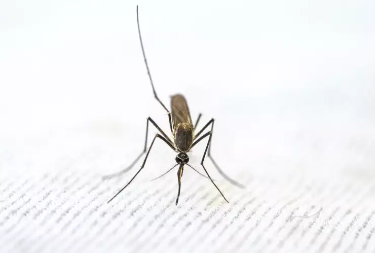 Estos son los poderosos ingredientes de cocina para evitar a los mosquitos.