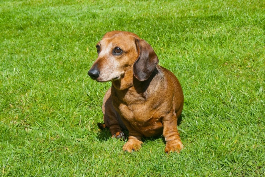 Perro Salchicha