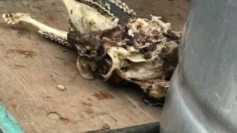 presunta barbacoa de perro.jpg