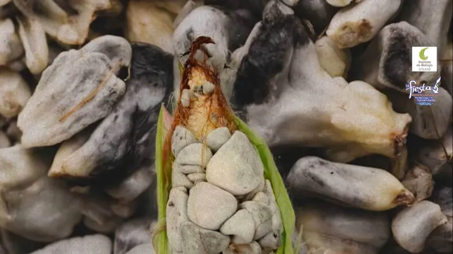 Uso de hongos en la industria, vital para la economía mundial .jpg