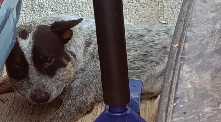 Tayson-se-enfrentó-a-una-huolpoch-venenosa-para-proteger-a-su-familia-y_-tras-días-complicados_-sobr.webp