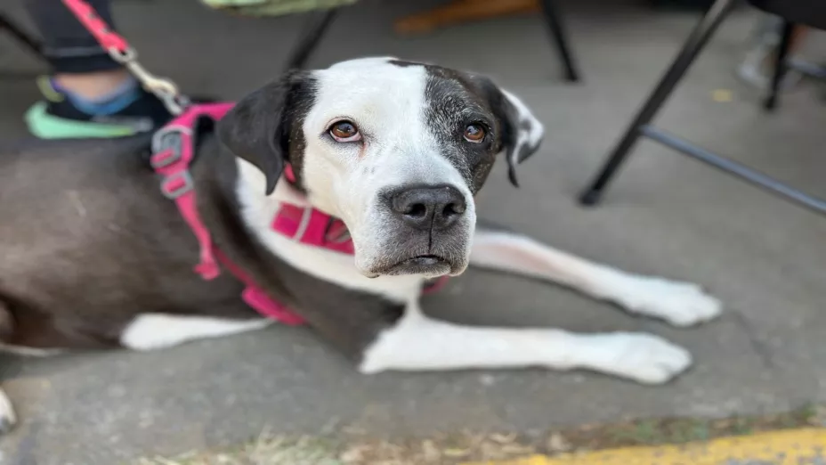 Padrón de Paseadores de Perros .jpg