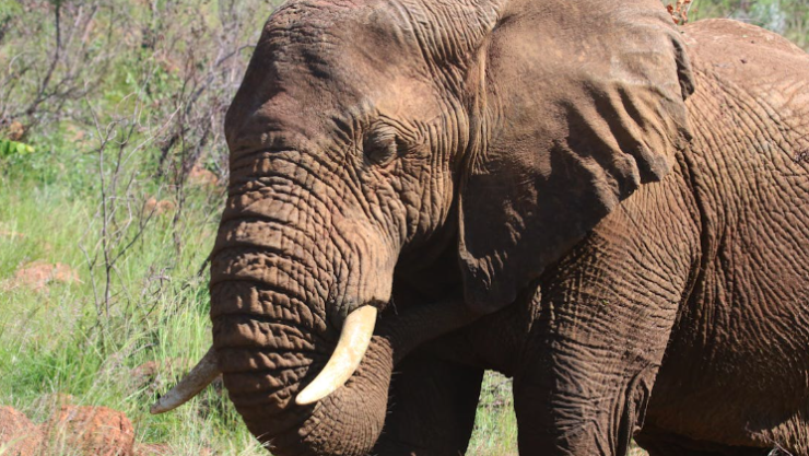 Elefante