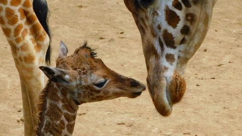 jirafita-sedema-ponle-nombre-cdmx