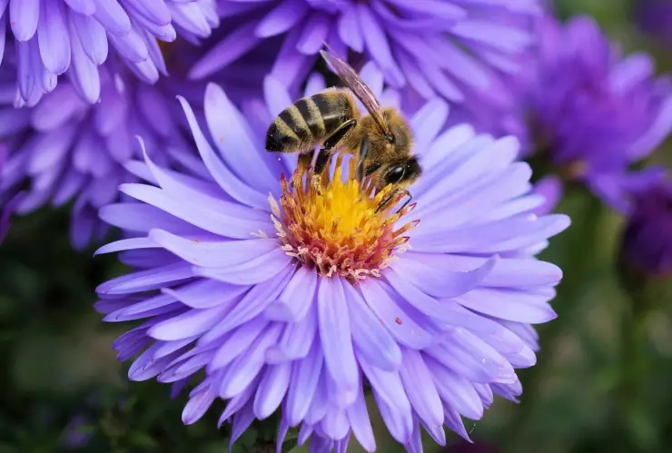 ¡Son esenciales! Por esta RAZÓN las abejas son importantes; aquí cómo cuidarlas