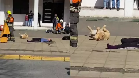 VIDEO: ¡Gran actuación! Perrito se hace el muerto durante simulacro