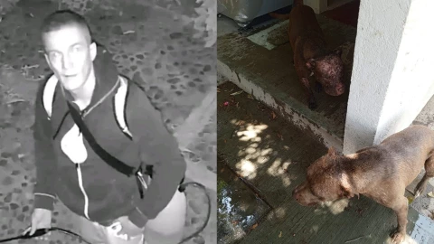 Extranjero rocia ácido a dos perritos.