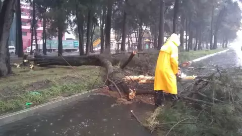 Lluvias dejan encharcamientos, bandera desgarrada y árboles caídos en CDMX