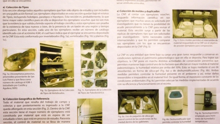 Colección fósiles UNAM