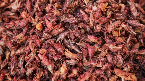 alimentos con insectos