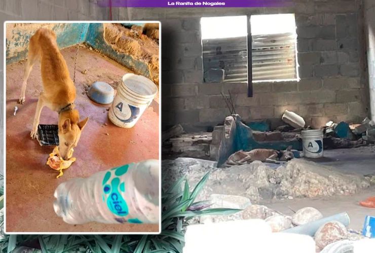 Denuncian maltrato animal en Villa Ocuiltzapotlán; perrito aparece encadenado y desnutrido