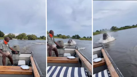 Gran hipopótamo persigue a turistas en una lancha