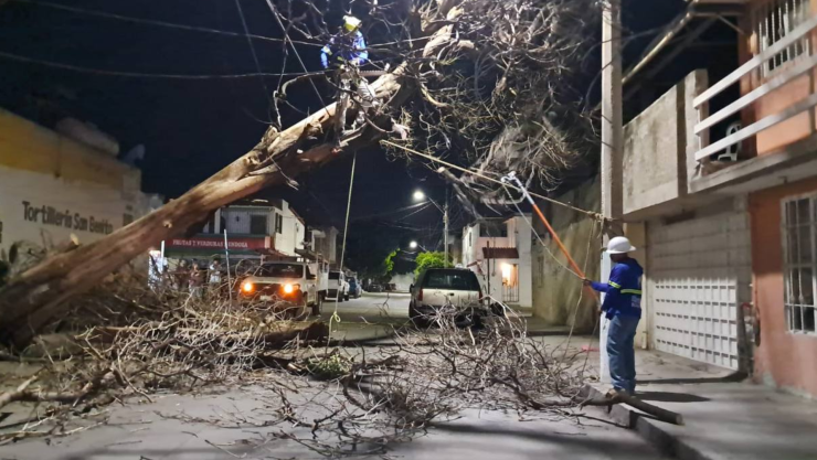Árbol caído en León