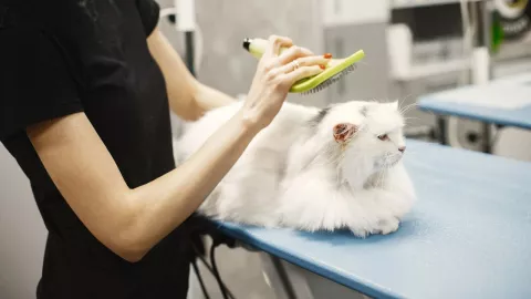 mascotas-veterinario-costo-México