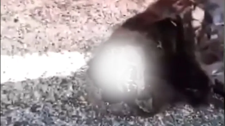 Encuentran nahual muerto