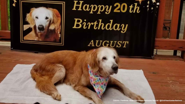 perrita longeva august.jpg