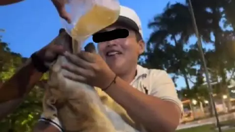 Maltrato animal en Yucatán_ Jóvenes obligan a perro callejero a beber alcohol