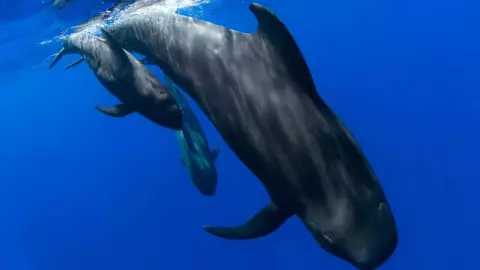 Este es el SIGNIFICADO de ballena piloto, especies marinas que murieron en Australia