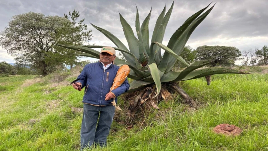 pulque.jpg