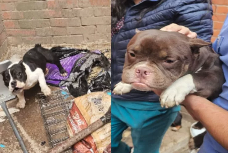 Rescate de 11 perritos por maltrato animal en Cuautitlán Izcalli, Edomex