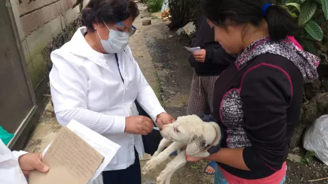 Del 19 al 25 de septiembre se realizará la Jornada Nacional de Vacunación Antirrábica Canina y Felina.