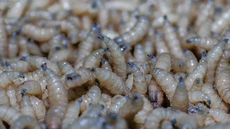 Larvas del Gusano Barrenador.