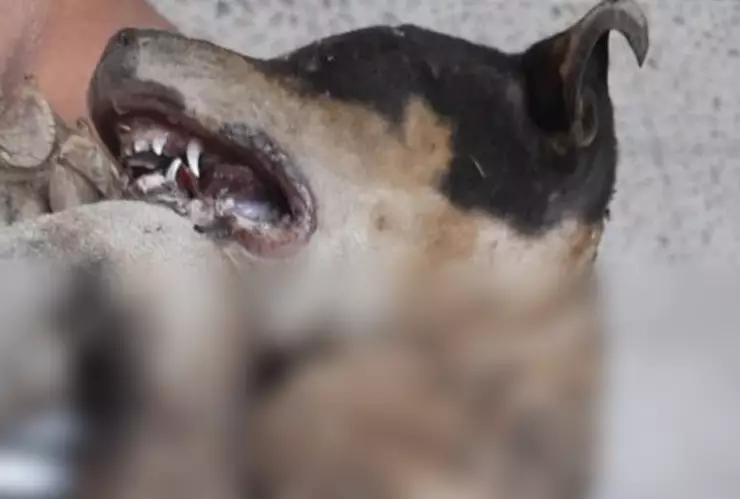 Exigen que se castiguen a los adolescentes que quemaron al perrito Huitzili en Léon, Guanajuato.