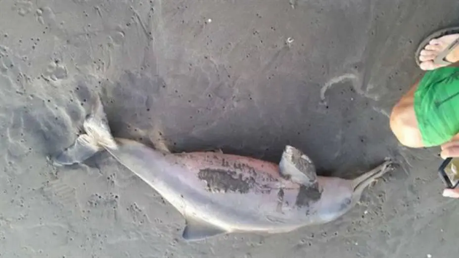 delfinargentina2.jpg