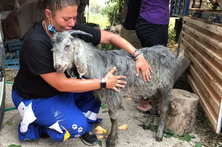 HAYTAP recoge a animales heridos por los incendios en Turquía