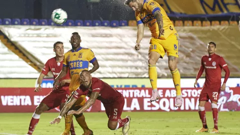 Tigres en cuartos
