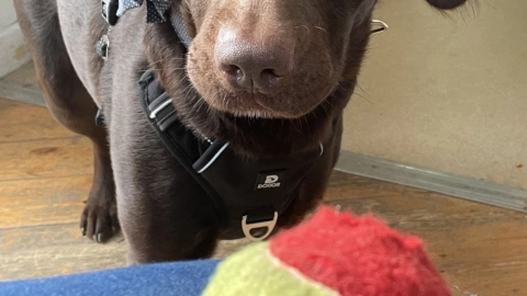 coco-perro-alcohólico-tratamiento