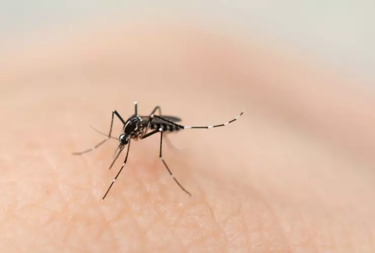 Mosquito Aedes aegypti transmisor de la enfermedad del dengue.