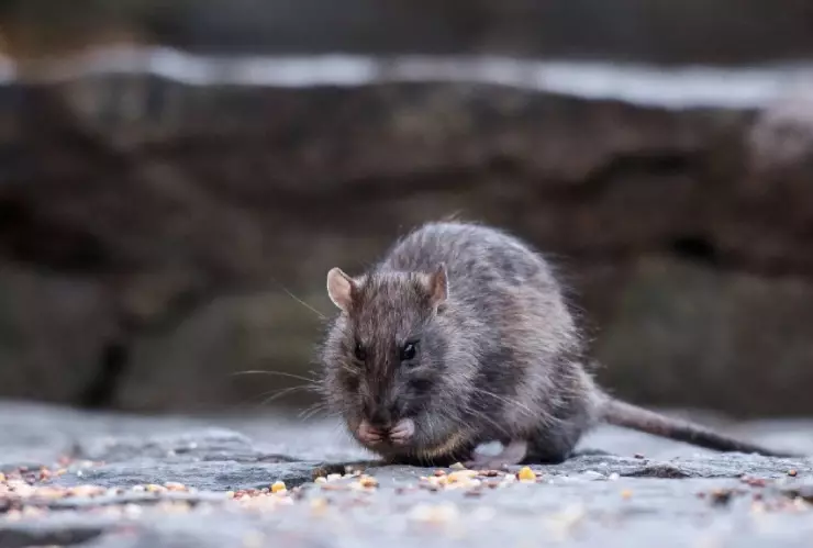 ¡Alerta sanitaria! MUERE mujer por HARTAVIRUS, contagiada por una RATA: síntomas y cómo prevenir