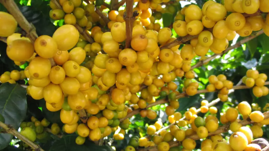 beneficios-del-nanche-fruto-prehispánico-medicinal-aporta-altos-niveles-colágeno-cercado
