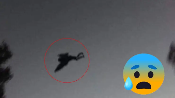 ¿Hombre pájaro? Encuentran extraña y horrible criatura del tamaño de un humano