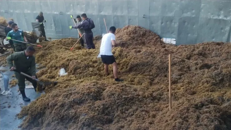 Quintana Roo con toneladas de sargazo, ¿cómo afecta la salud?
