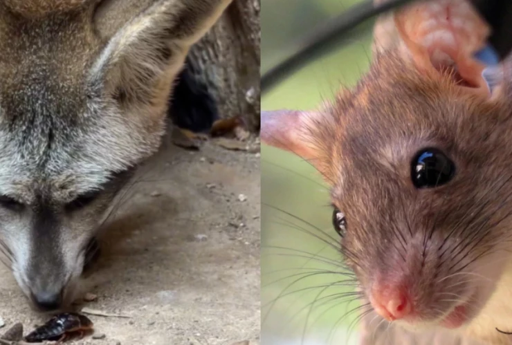 Zoológico de San Antonio