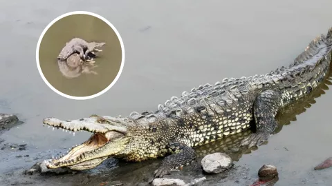 Cocodrilos en Sinaloa