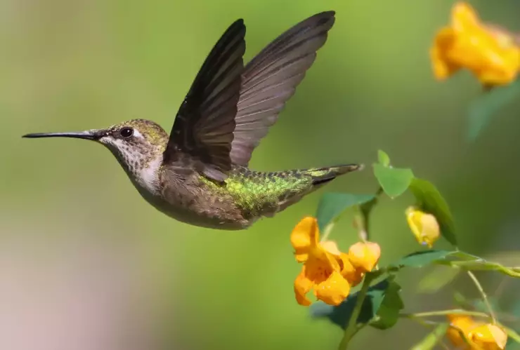 Nuevas especies colibríes