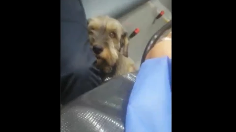 “Juan” el perrito y su dueño en la ambulancia.png