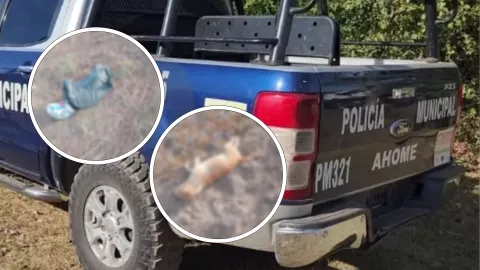 Perros asesinados en El Carrizo, Ahome